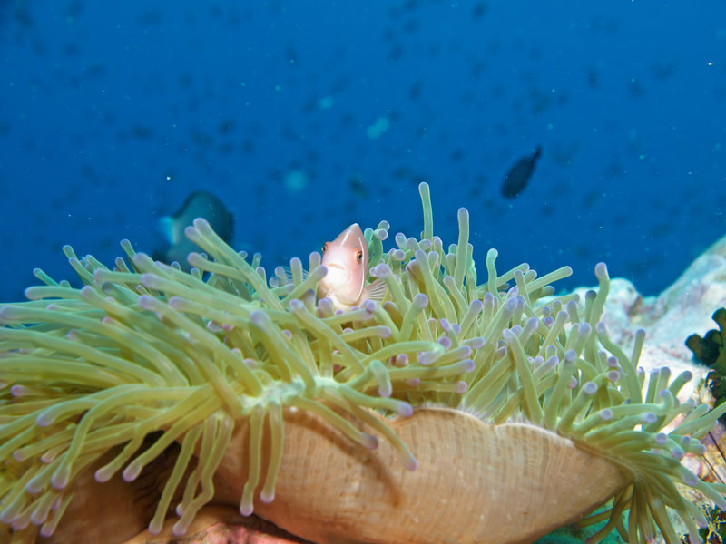 Anemone Fish, Southwest Pinnacle